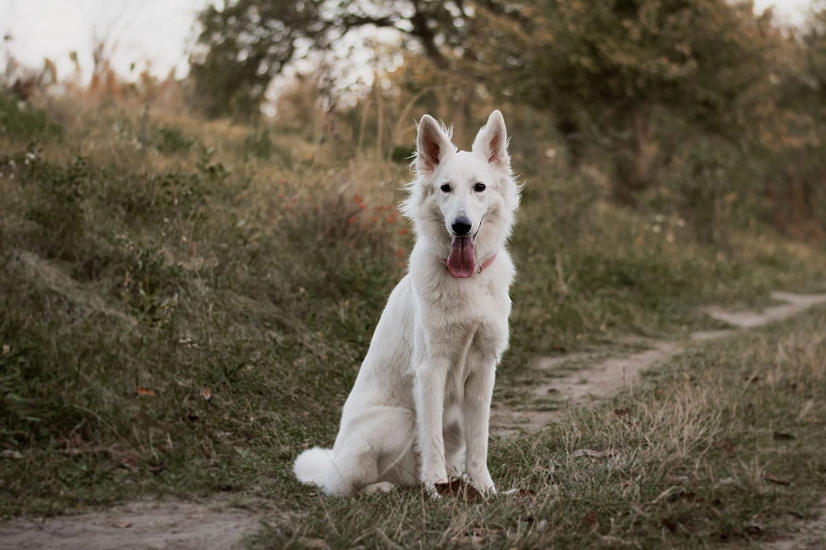 do probiotics make dogs poop more