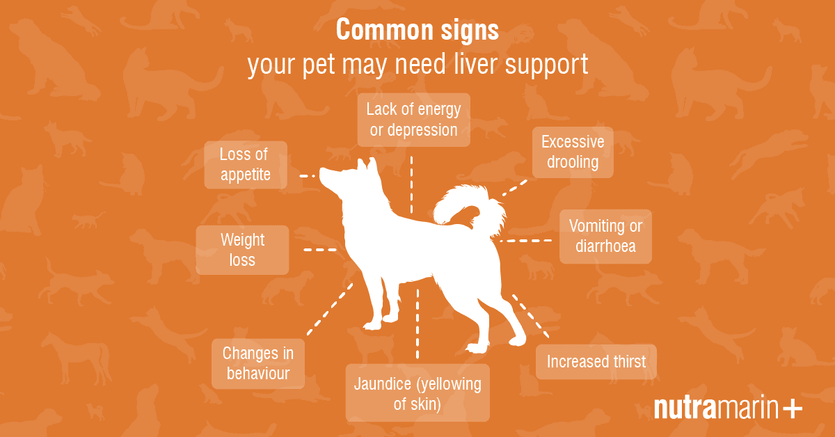 your pet needs liver health support