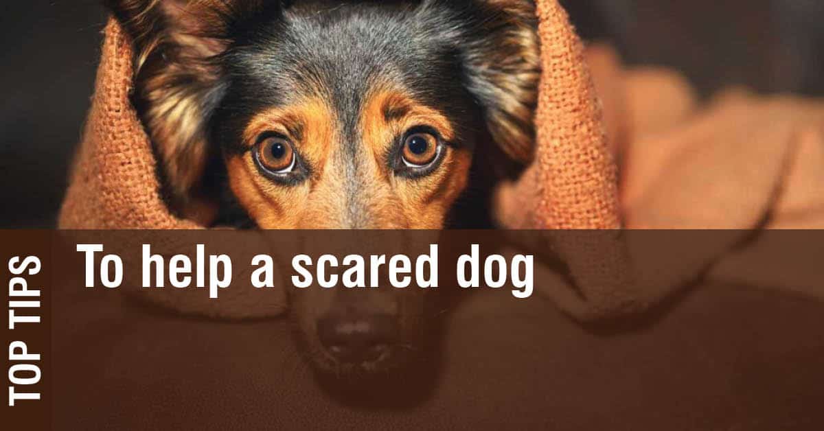 how do you comfort a scared dog