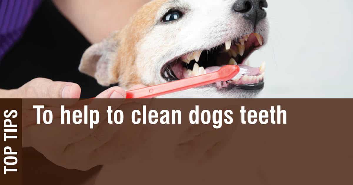 What Will Clean My Dogs Teeth