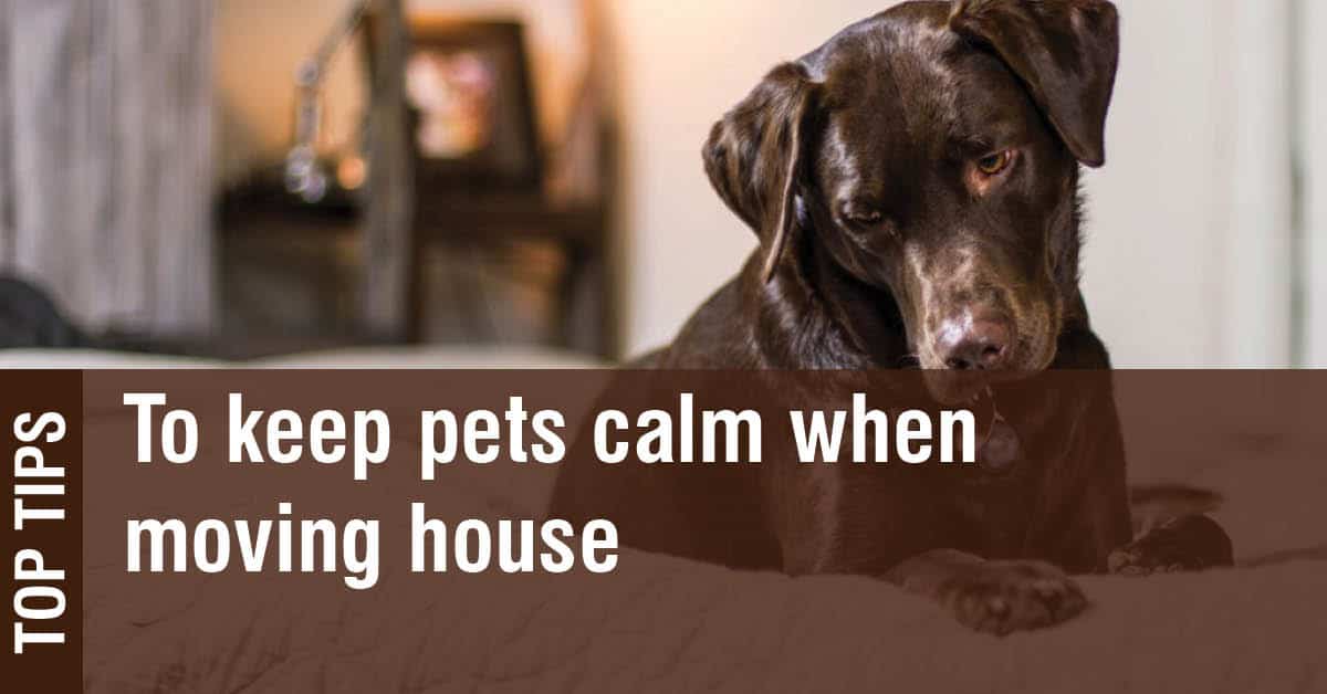 keep pets calm when moving house