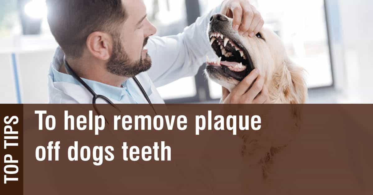 how-to-get-plaque-off-dogs-teeth