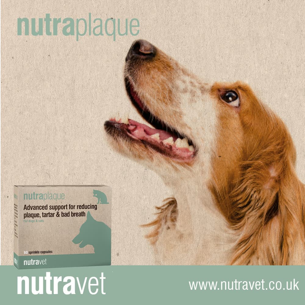 Plaque cleanse clearance for dogs