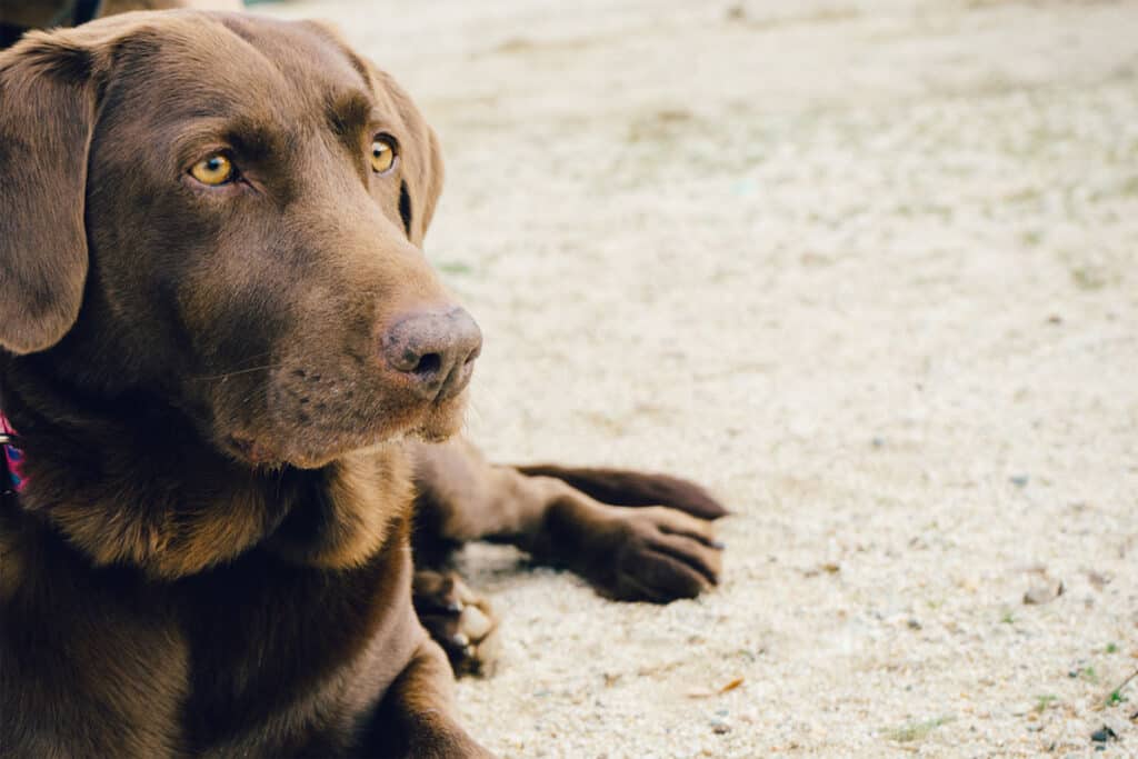 Chondroitin for dogs and cats - Nutravet