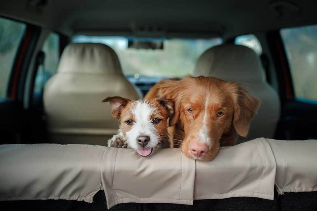 can puppies travel in car