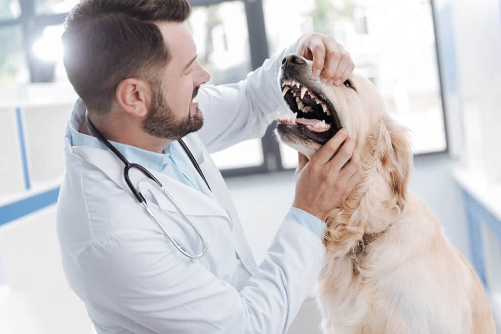 How to get plaque off dogs teeth - Nutravet