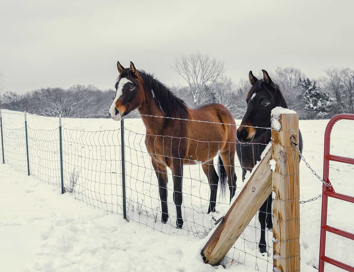 Caring for Your Horse's Coat over Winter - British Horse Feeds